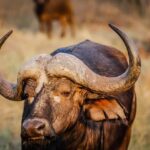 Breaking through barriers: SOL, DOT, and BLEM set to lead the 2025 bull run