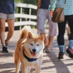 Why Shiba Inu, PEPE Fans Rush to PropiChain: Unveiling the Secret!