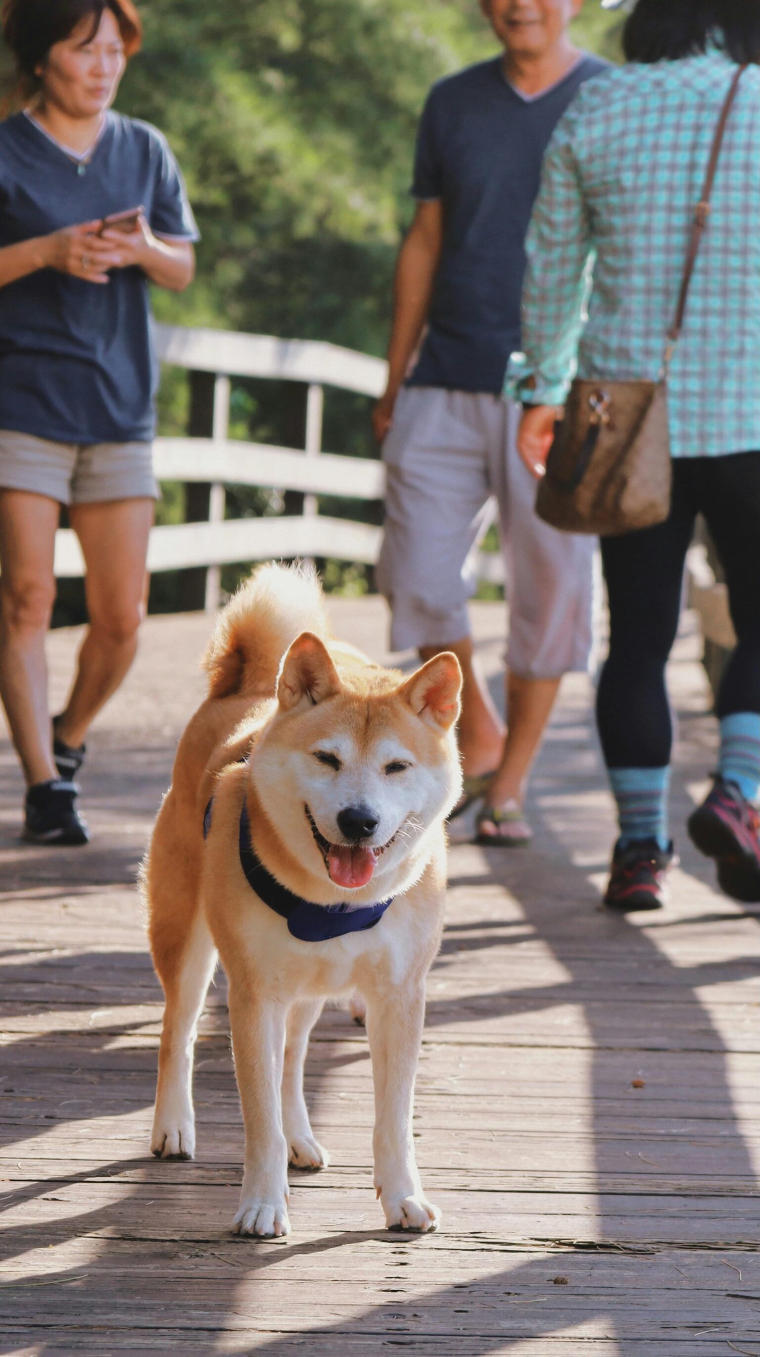 Why Shiba Inu, PEPE Fans Rush to PropiChain: Unveiling the Secret!