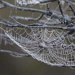 Unveiled: OFAC Targets Dark Web Kingpin’s Crypto Secrets!