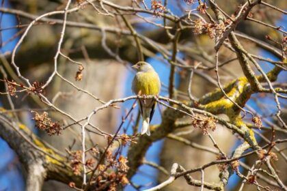 Unlock Onchain Credit: Plume & Goldfinch’s Game-Changing Partnership Revealed