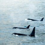 Orca Soars: Final Vote Could Ignite Explosive Price Surge!