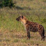 Unveiling the Hidden Impact: Regional Banks’ Credit Jitters Shake US Stocks