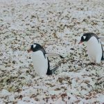 Discover Why Pudgy Penguins Soared 165% as NFTs Hit $161.7M!