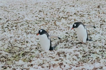 Discover Why Pudgy Penguins Soared 165% as NFTs Hit $161.7M!