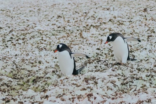 Discover Why Pudgy Penguins Soared 165% as NFTs Hit $161.7M!