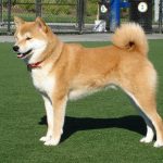 Shiba Inu price poised for reversal as T. Rowe Price signals backing with SHIB inclusion in Multi-Coin ETF