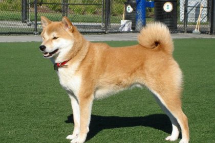 Shiba Inu price poised for reversal as T. Rowe Price signals backing with SHIB inclusion in Multi-Coin ETF