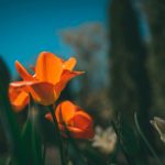 Pump Token Price Coils at $0.00379, Is a Volatile Breakout on the Horizon?