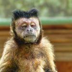 NFT sales drop to $98m, but Bored Ape Yacht Club sales spike