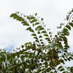 SEC sets final deadline for Grayscale’s spot HBAR ETF