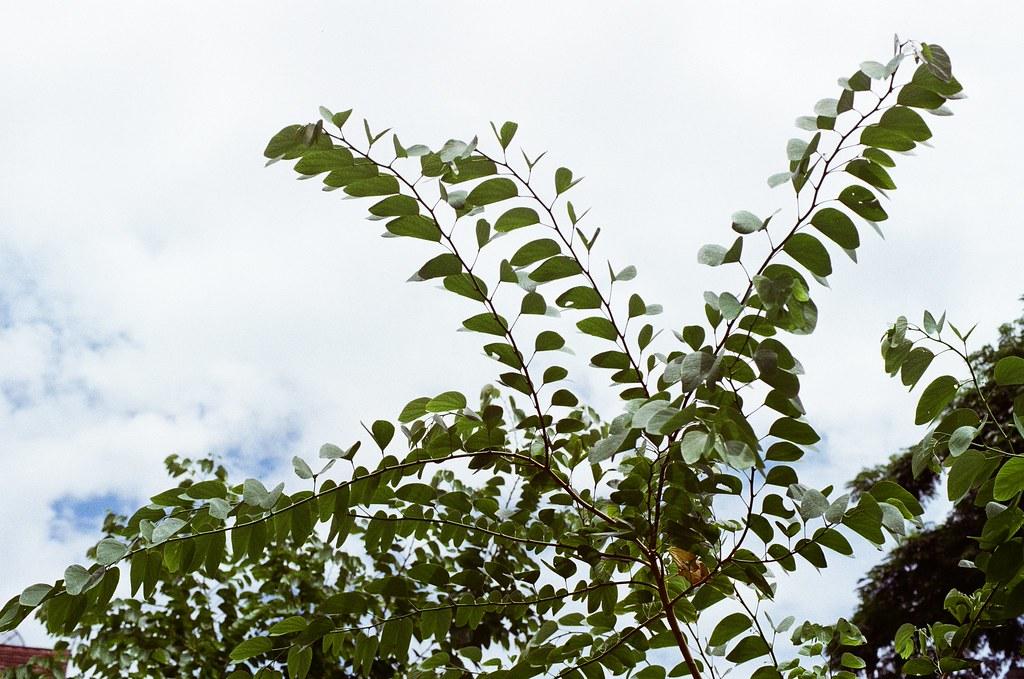 SEC sets final deadline for Grayscale’s spot HBAR ETF